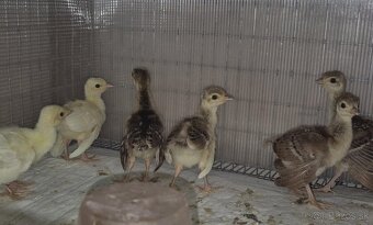 Predám mladé pávy - 4