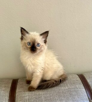 Ragdoll - 4