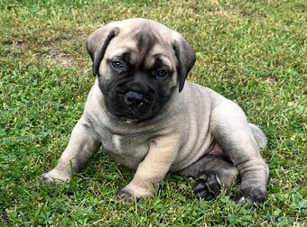 Šteniatka Bullmastiff - 4