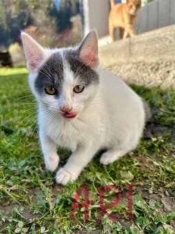 Ďarujem mačiatka - 4