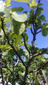 Predám figovniky - 4