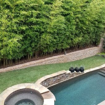 1-4 metrové žlté a zelené bambusy. - 4