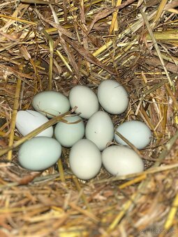 Predám NV plemena Cream Legbar - 4