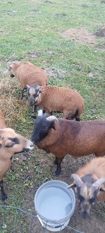 Predám kamerunske ovce - 4