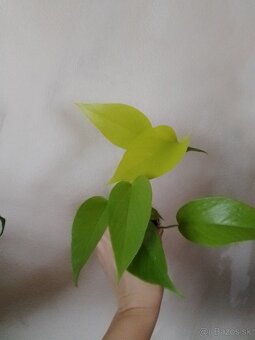 Epipremnum neon - 4