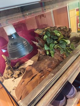 Terarium 100x40x40 +Agama bradatá - 4