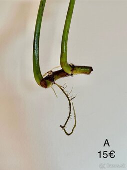 Philodendron Gloriosum odrezky - 4