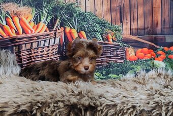 Yorkshire terrier - 4