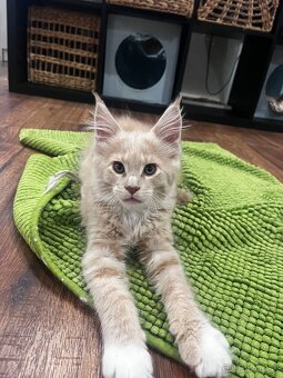 mačiatko s PP mainska myvalia/ maine coon - 4
