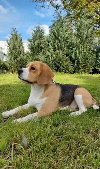 Beagle bigl bigel - 4
