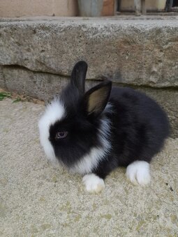 Zakrsle zajaciky - 4