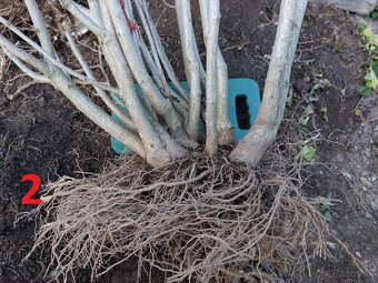 Rastliny na bonsaj, bonsai - IBIŠTEK SÝRSKY_1 - 4