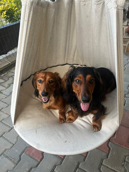 Jazvečík dlhosrstý - 4