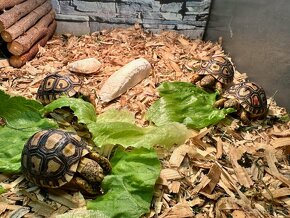 Korytnačka leopardia - Stigmochelys pardalis - 4