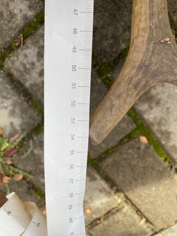 Jelenie zhody/parohy 55cm - 4