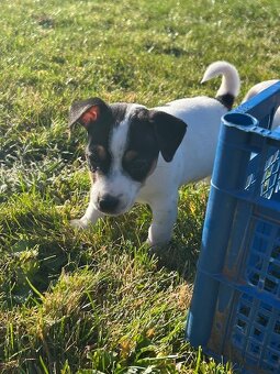 Jack Russel teriér - 4