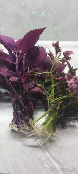 Koleus (6kusov- 3-farby) - 4