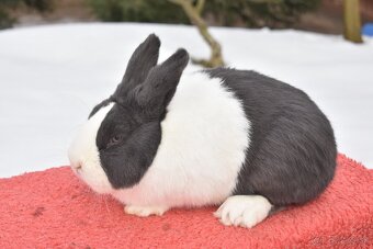 Predam Holandsky - 4