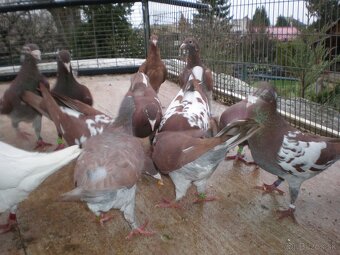 Predám poštové holuby Meulemans - 4