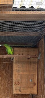 Papagáj Červenokrídly - 4