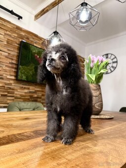 pudel,pudlík,pudlíček - 4