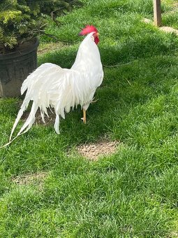 Leghorn-násadbové vajíčka - 4