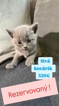 •BRITSKÉ MAČIATKA • - 4