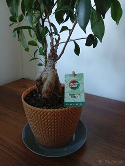 Predám Bonsai Ficus Ginseng - 4