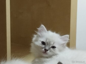 RAGDOLL - 4