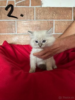 RAGDOLL - 4