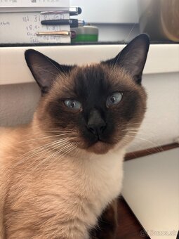 Siamsky kocur-krytie - 4