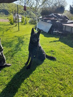 Ponuka krytia nemecky ovciak - 4