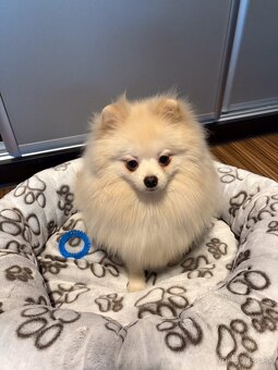 Pomeranian s PP, EU Pas, FCI - 4