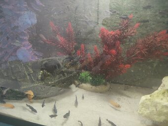 Africké cichlidy - 4