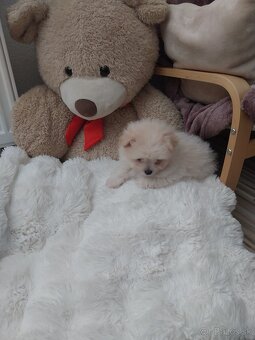 Pudel X Pomeranian - 4