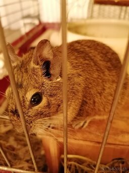 Osmák Degu - 4