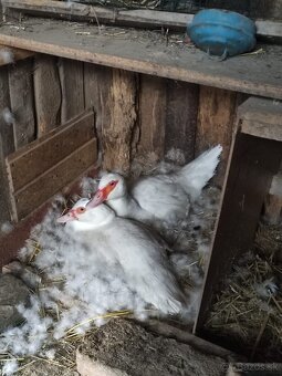 2 x kačica + 25 x káčatká - 4