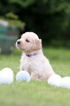 Zlatý retriever/ Golden retriever - 4