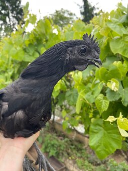Ayam cemani - 4