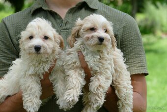 Maltipoo s doručením - 4