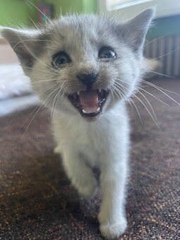 1/2 Mainská mývalia mačka/kocúr (Maine Coon) - 4