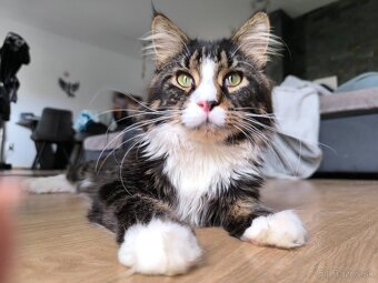 Ponukam na krytie kocura- Maine coon - 4