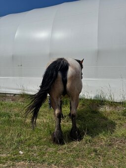 Arden kobyla +zrieba - 4