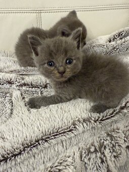 Britské mačiatka - 4