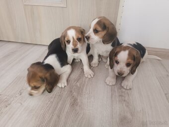 Bígl Beagle Bigel Bigl šteniatka - 4