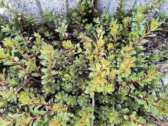 Krásne rozchodniky - trvalky vhodné do skalky alebo záhradky - 4