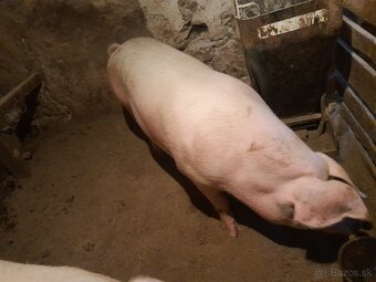 Predam ošipanu . Krmnika - 4