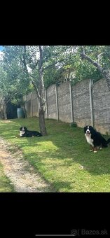 Salašnicky bernsky pes šteniatka - 4