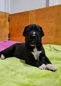 Nemecká doga šteniatka s PP - 4