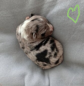 Border kólia s PP - 4